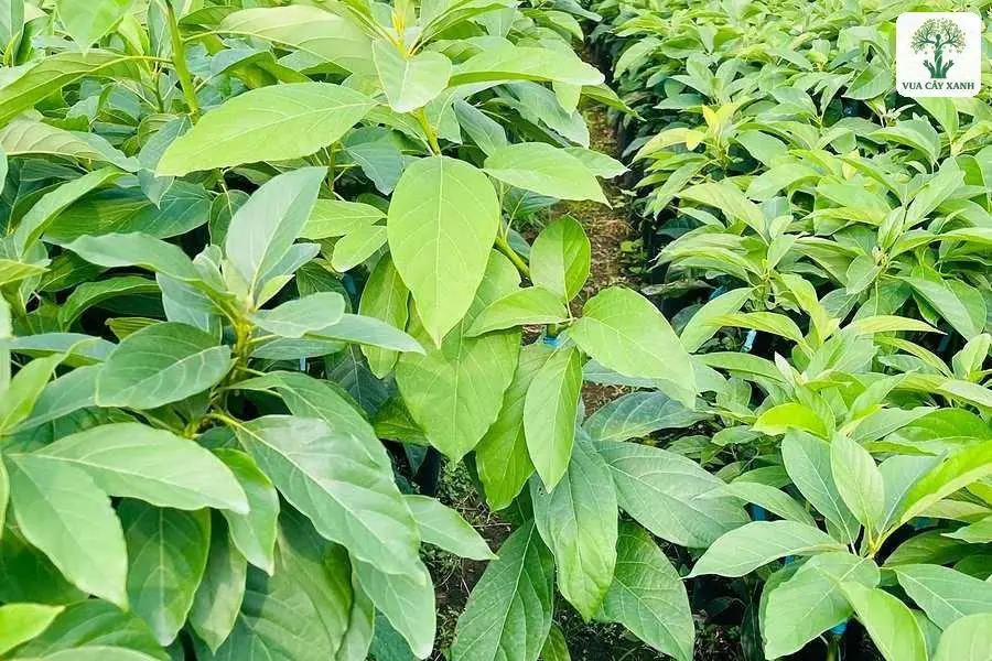 Lối đi giữa các luống cây giống lá xanh non.