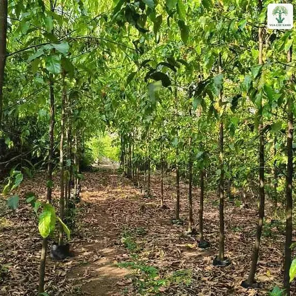 Lối đi nhỏ giữa các hàng cây non mọc thẳng.