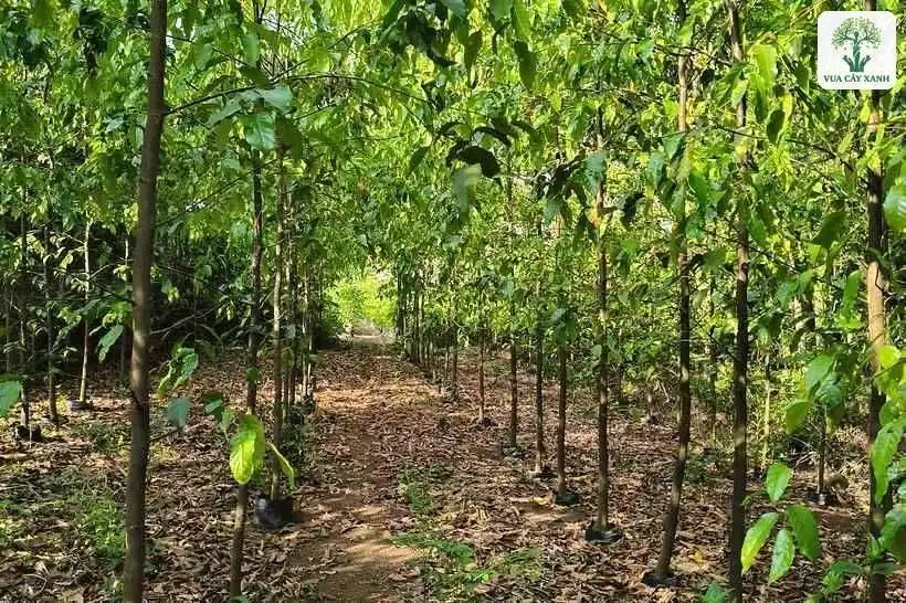 Lối đi nhỏ giữa các hàng cây non mọc thẳng.