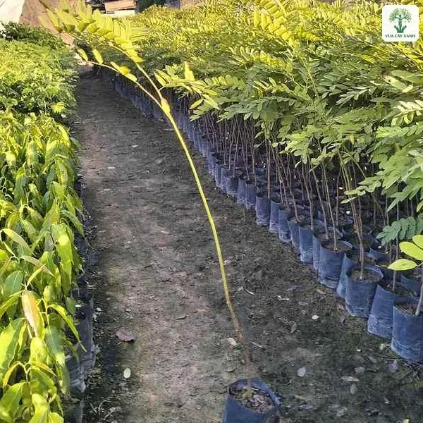 Lối đi giữa các luống Muồng Anh Đào giống trong vườn ươm.