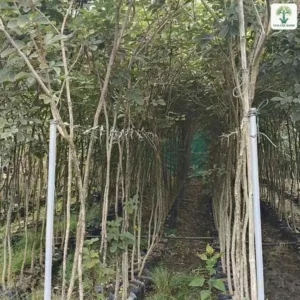Lối đi giữa hai hàng cây giống cao trong bầu đen.