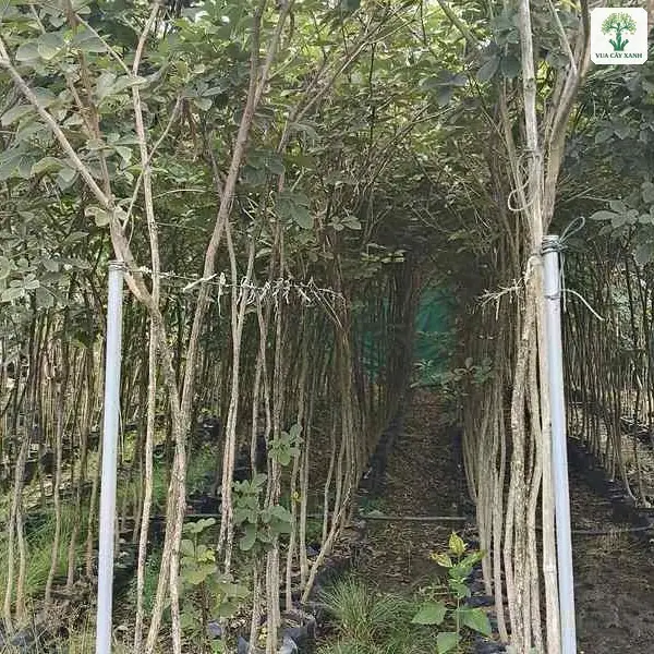 Lối đi giữa hai hàng cây giống cao trong bầu đen.