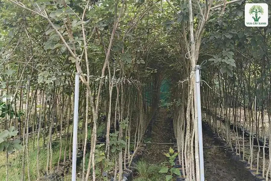 Lối đi giữa hai hàng cây giống cao trong bầu đen.
