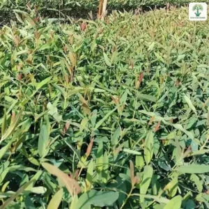 Những luống cây con xanh dài trong vườn ươm ngoài trời.