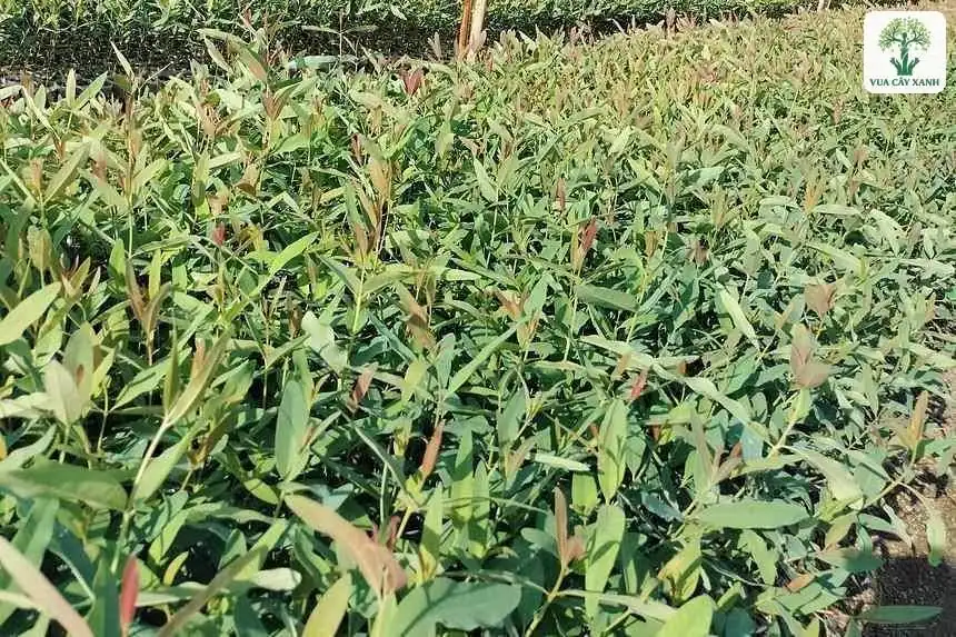 Những luống cây con xanh dài trong vườn ươm ngoài trời.