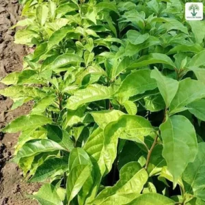 Luống cây con lá xanh non mọc dày bên lối đất.