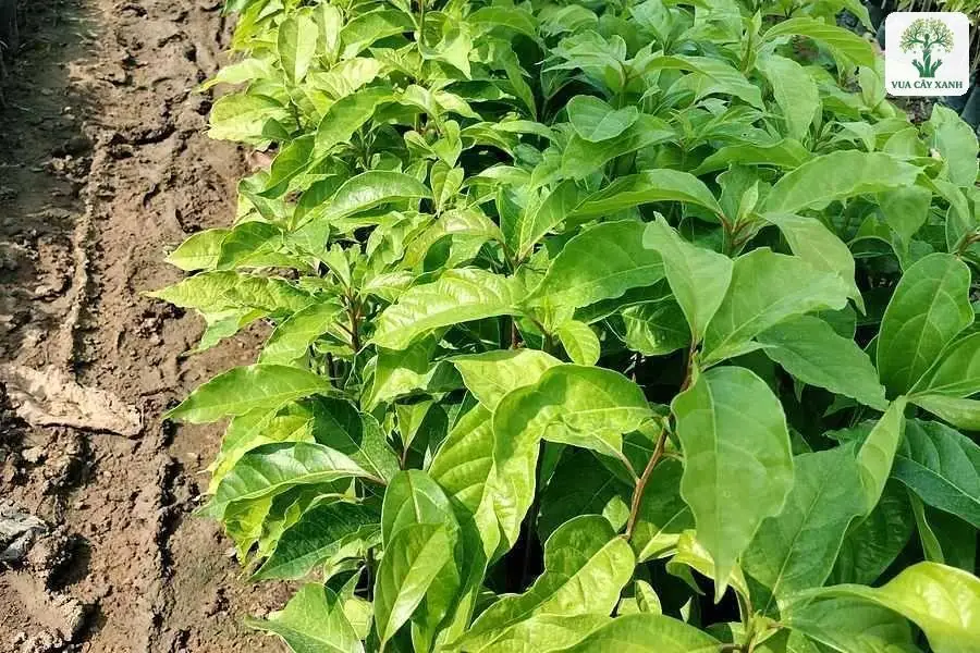 Luống cây con lá xanh non mọc dày bên lối đất.