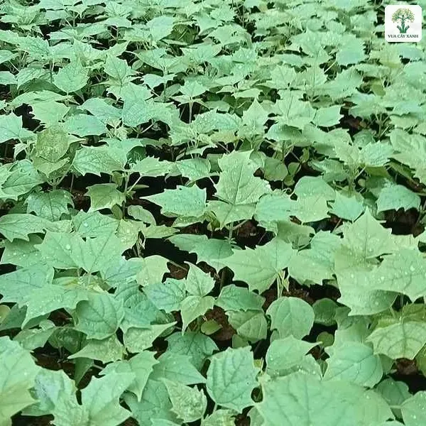 Cây Lõi Thọ (Bò Ma), luống cây con lá to xanh nhạt mọc dày kín đất.
