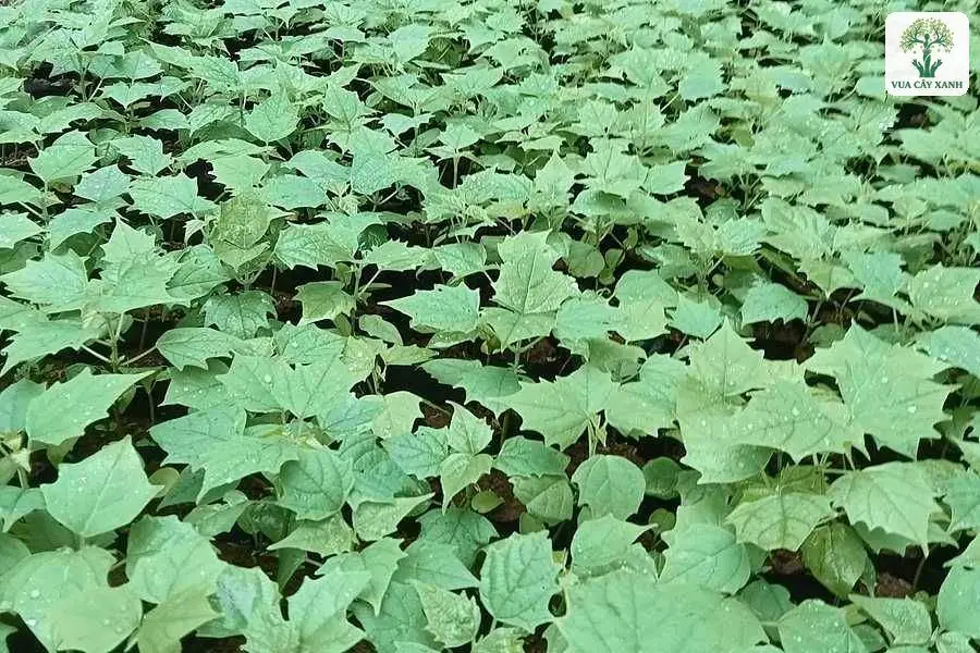 Luống cây con lá to xanh nhạt mọc dày kín đất.