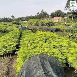 Luống cây con lá kép xanh vàng trong vườn ươm rộng.