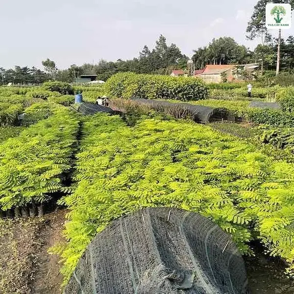 Luống cây con lá kép xanh vàng trong vườn ươm rộng.