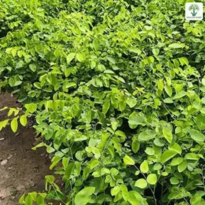 Những luống cây con xanh mướt chạy dài trong vườn ươm.
