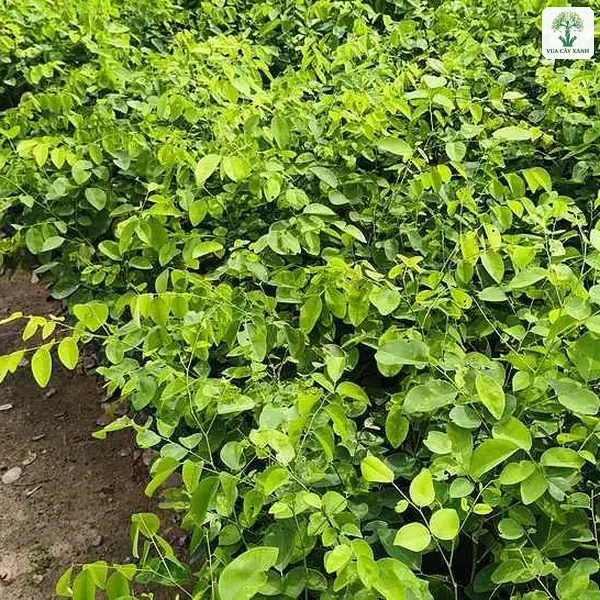 Những luống cây con xanh mướt chạy dài trong vườn ươm.