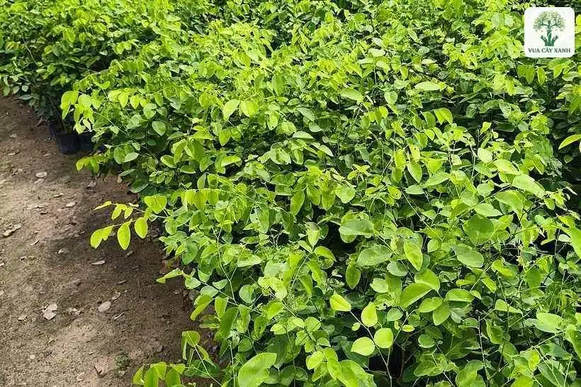 Những luống cây con xanh mướt chạy dài trong vườn ươm.