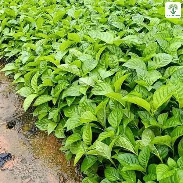 Luống cây con xanh tốt chạy dài trong vườn ươm.