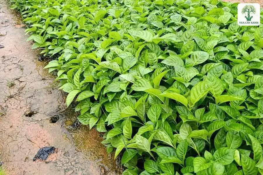 Luống cây con xanh tốt chạy dài trong vườn ươm.