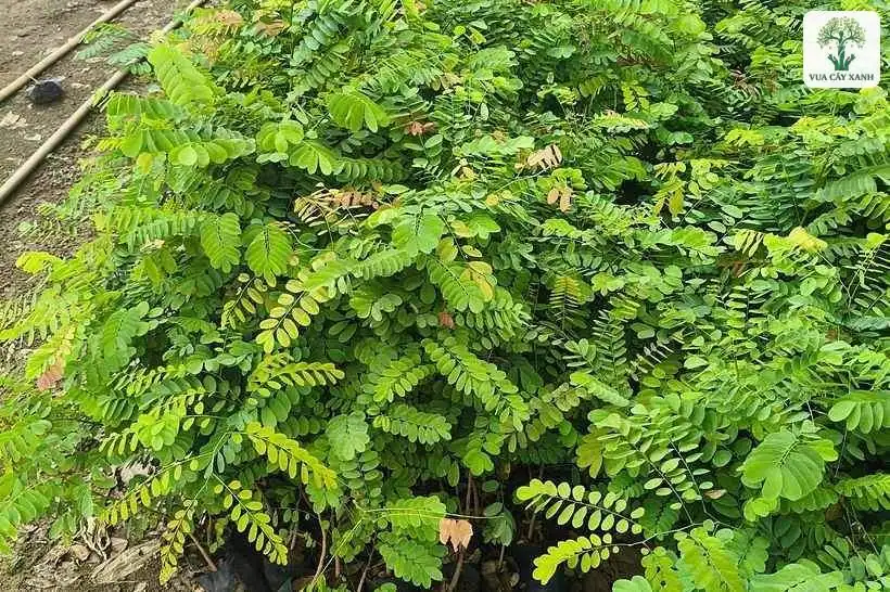 Luống cây giống lá kép xanh tốt trong vườn ươm.
