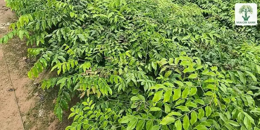 Những luống cây giống lá kép xanh nối dài trong vườn ươm.