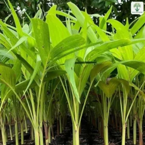 Luống cây giống non lá xanh nhạt trong bầu đen.