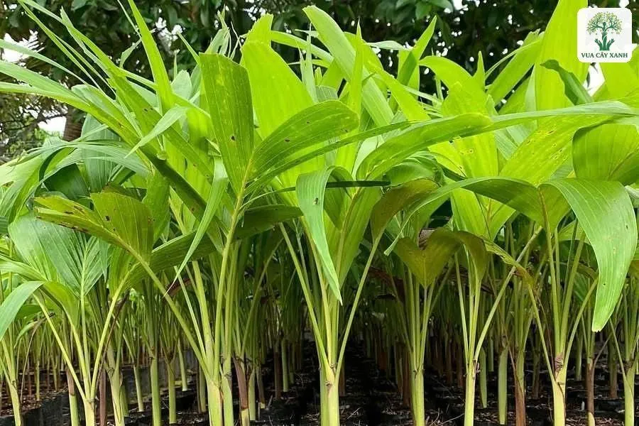 Luống cây giống non lá xanh nhạt trong bầu đen.