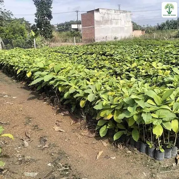 Những luống cây giống xanh non trải rộng trong vườn ươm.