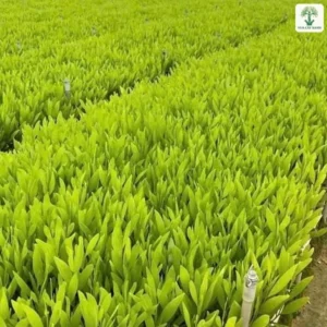 Luống cây giống xanh tốt xếp thẳng hàng cạnh lối đi đất.