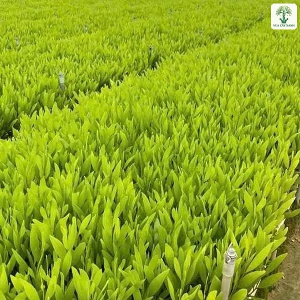 Luống cây giống xanh tốt xếp thẳng hàng cạnh lối đi đất.