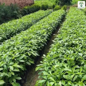 Những luống cây giống xanh mướt chạy dài trong vườn ươm.