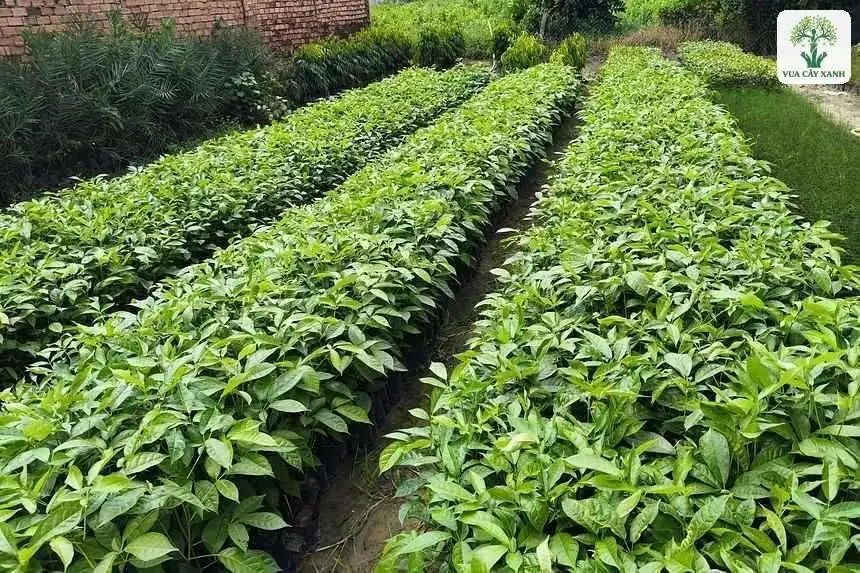 Những luống cây giống xanh mướt chạy dài trong vườn ươm.