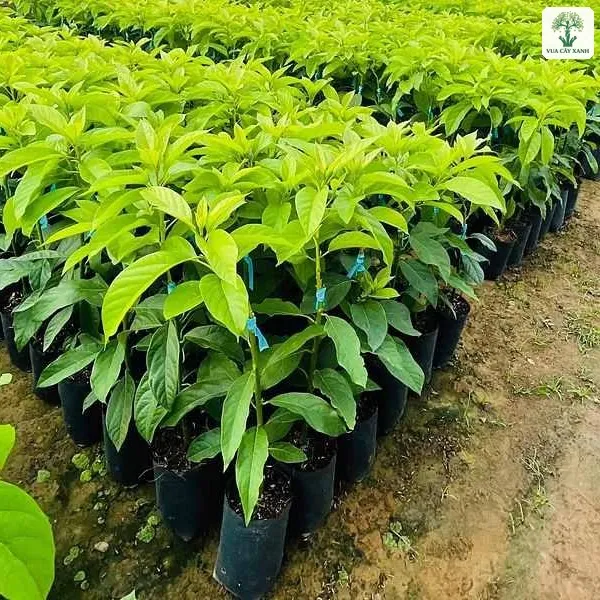 Cây Bơ Booth giống, luống cây giống lá xanh non xếp thẳng hàng trong bầu.