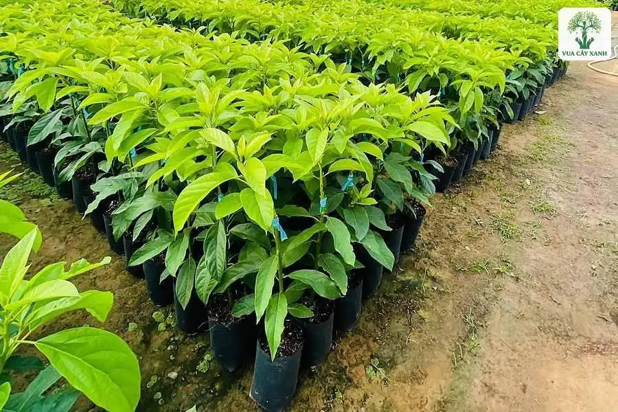 Luống cây giống lá xanh non xếp thẳng hàng trong bầu.