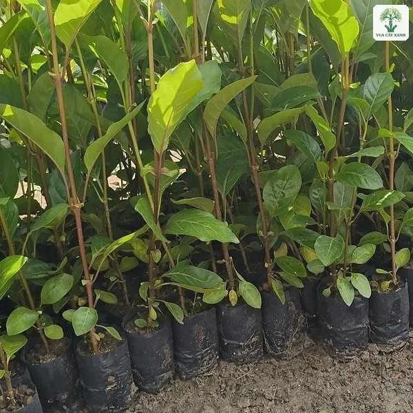 Cây Gáo Vàng giống, luống cây giống lá to xanh trong bầu đen ngoài vườn.