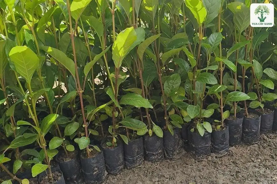 Luống cây giống lá to xanh trong bầu đen ngoài vườn.