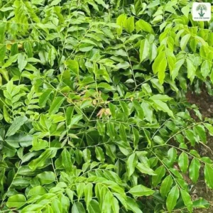 Luống cây con có tán lá xanh dày trong vườn ươm.