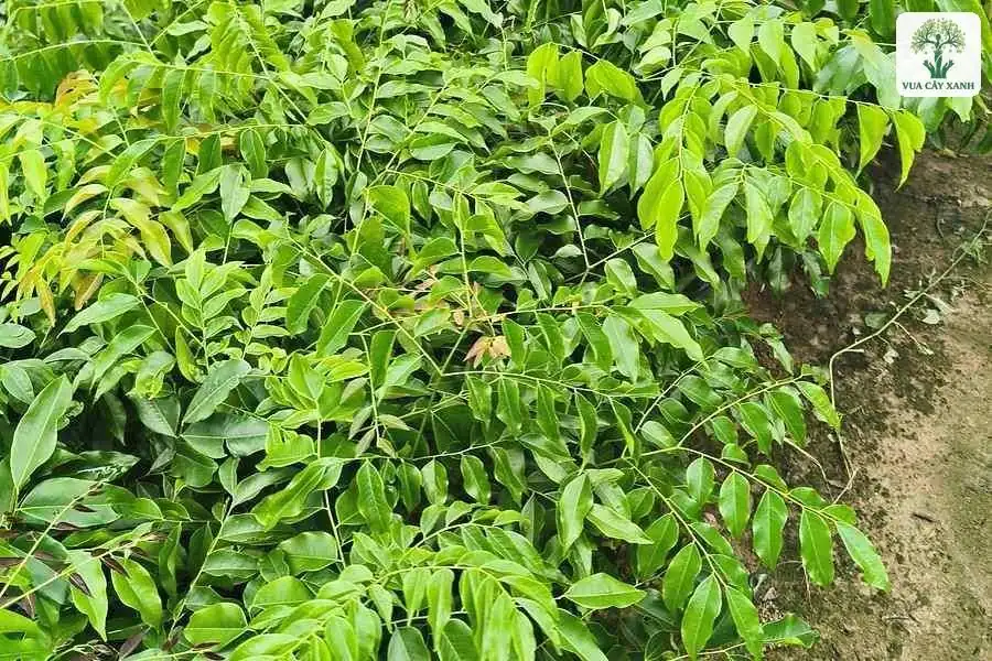 Luống cây con có tán lá xanh dày trong vườn ươm.