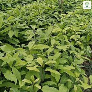 Luống cây Sang giống xanh tươi trong vườn ươm.