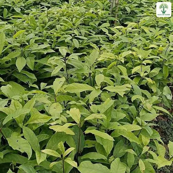 Luống cây Sang giống xanh tươi trong vườn ươm.