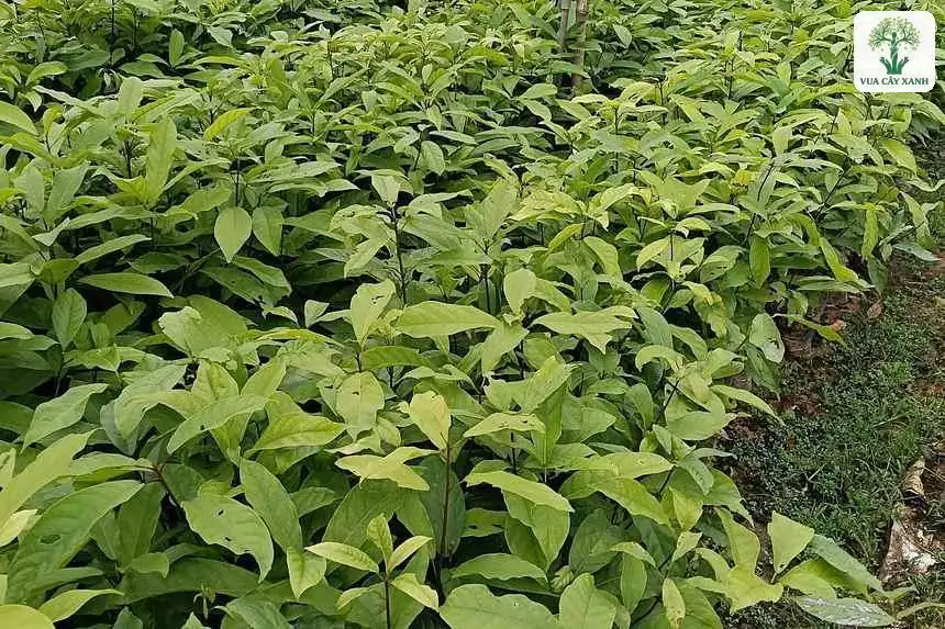 Luống cây Sang giống xanh tươi trong vườn ươm.