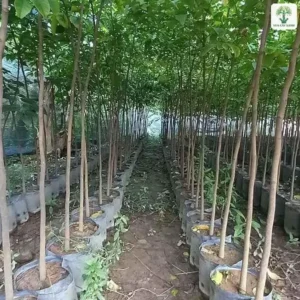 Luống cây thân thẳng trồng trong bầu hai bên lối đi.