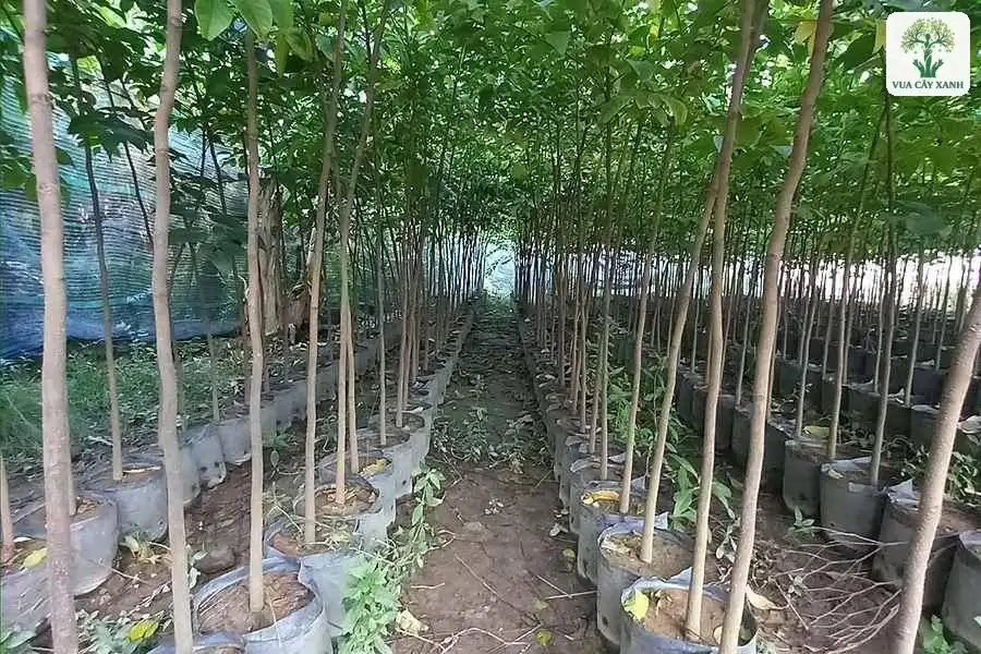 Luống cây thân thẳng trồng trong bầu hai bên lối đi.