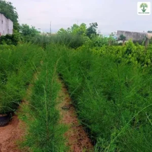 Các luống cây con xanh mướt trải dài trong vườn ươm.