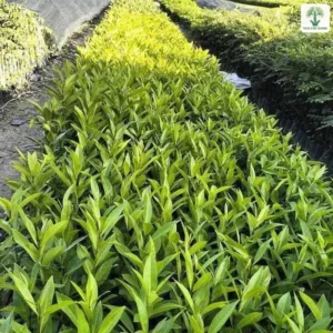 Luống cây con lá xanh vàng chạy giữa hai lối đi.