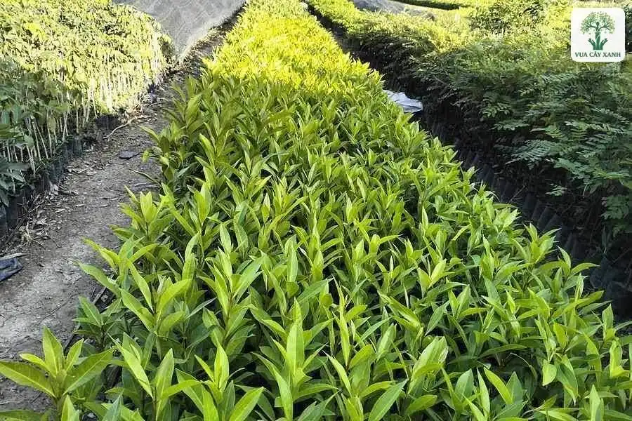 Luống cây con lá xanh vàng chạy giữa hai lối đi.