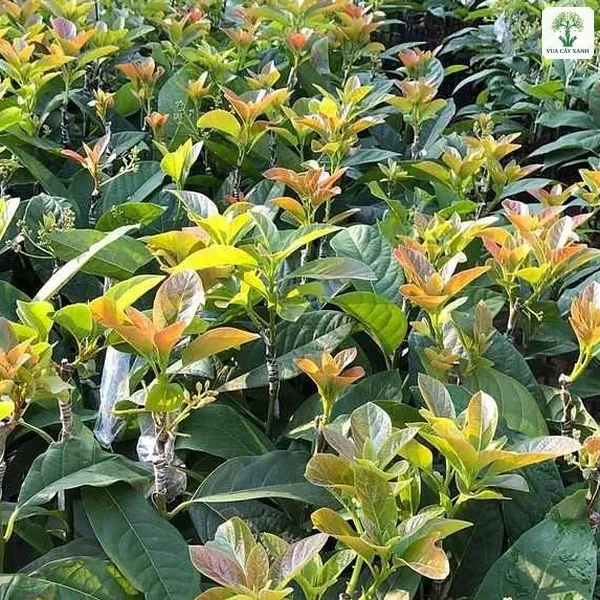 Luống cây giống ra chồi non vàng cam.