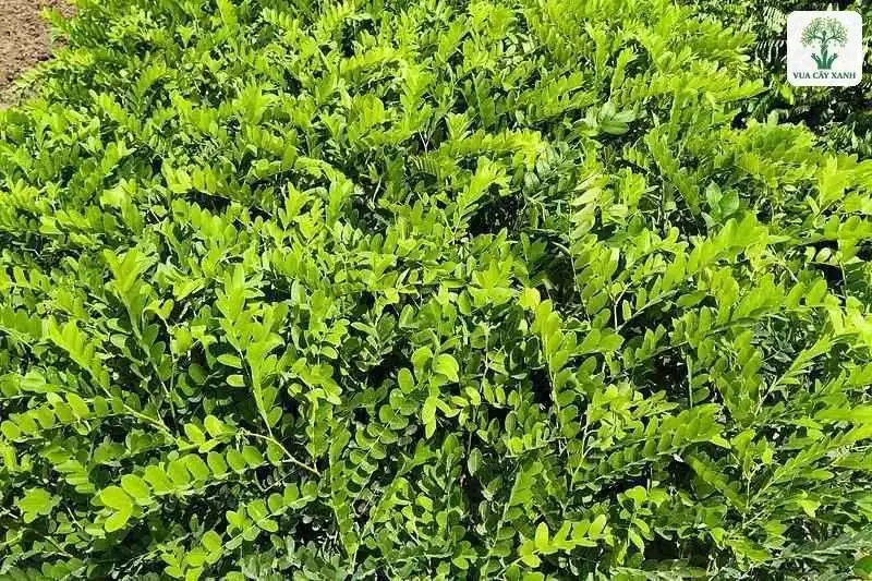 Luống cây giống phủ kín lá kép xanh trong vườn ươm.