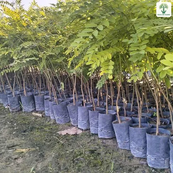 Cây Muồng Anh Đào giống, nhiều luống cây Muồng Anh Đào giống trong bầu xếp thẳng hàng.