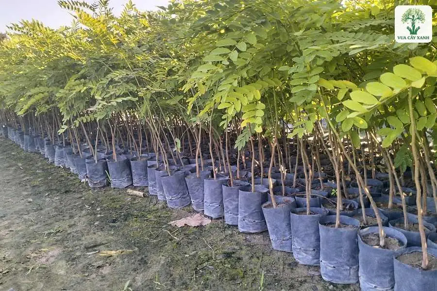 Nhiều luống cây Muồng Anh Đào giống trong bầu xếp thẳng hàng.
