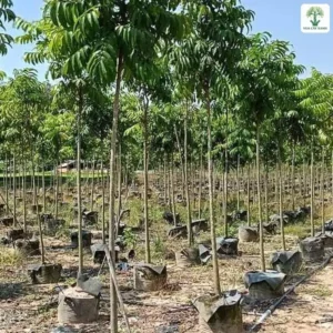 Luống cây giống thân thẳng dưới bầu trời xanh nắng.