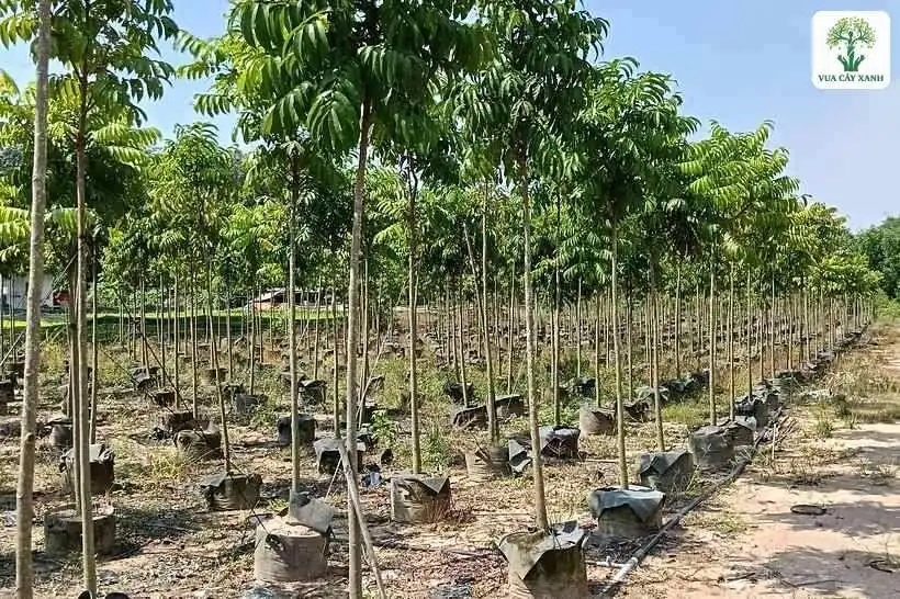 Luống cây giống thân thẳng dưới bầu trời xanh nắng.