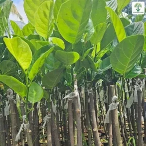 Mít Thái Lá Bàng, những cây mít ghép thân thẳng lá to xanh đậm trong bầu.